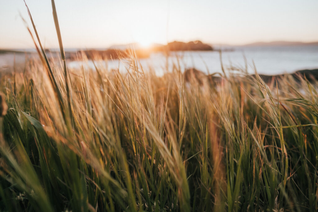 Grasses on a Galician beach scene